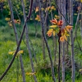02042026- MG 8697